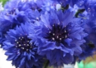 blueflowersopt.jpg